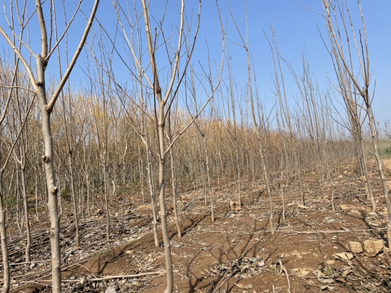 柿子树苗，基地直发，价格便宜，品种有杨峰，新东阳，八月黄，