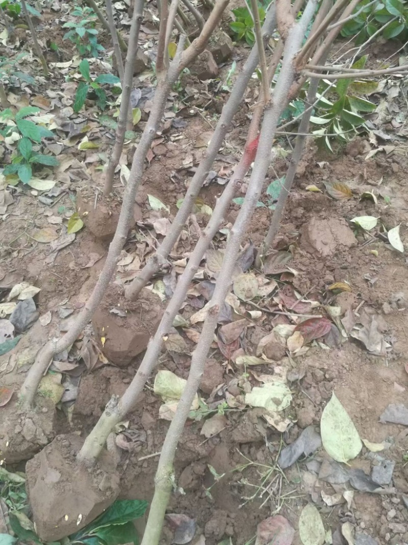 柿子树苗，基地直发，价格便宜，品种有杨峰，新东阳，八月黄，
