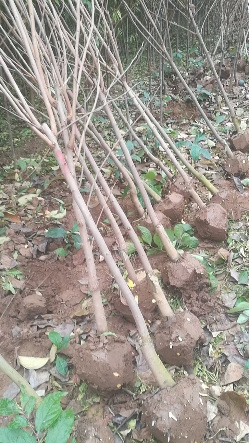 柿子树苗，基地直发，价格便宜，品种有杨峰，新东阳，八月黄，