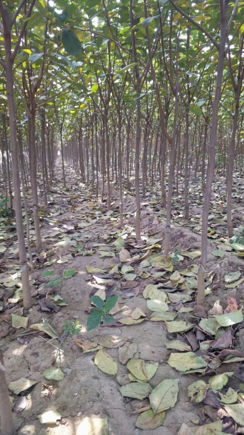 柿子树苗，基地直发，价格便宜，品种有杨峰，新东阳，八月黄，