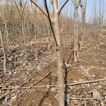 柿子树苗，基地直发，价格便宜，品种有杨峰，新东阳，八月黄，
