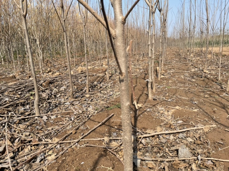 柿子树苗，基地直发，价格便宜，品种有杨峰，新东阳，八月黄，