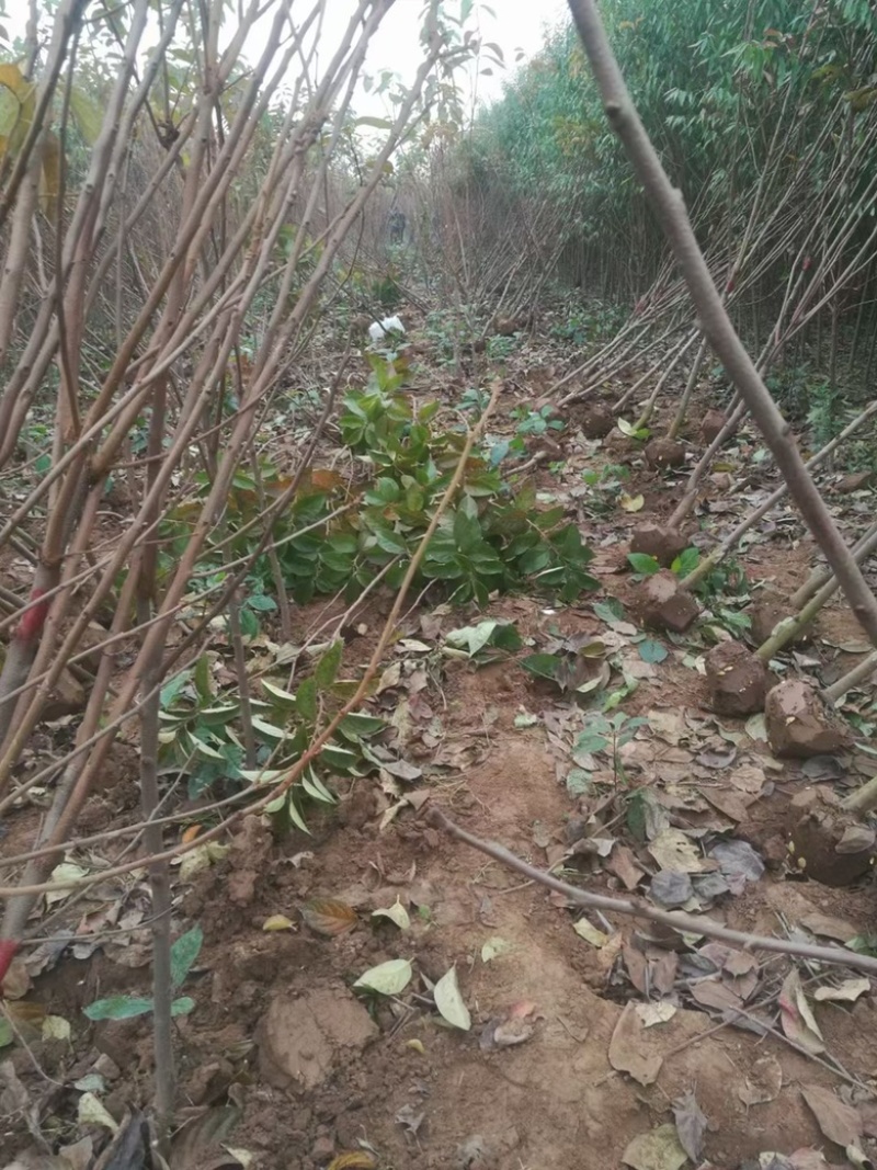 柿子树苗，基地直发，价格便宜，品种有杨峰，新东阳，八月黄，