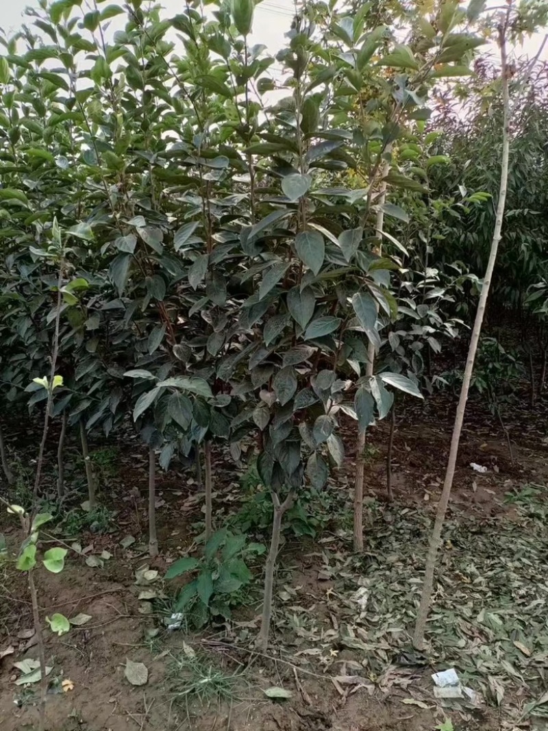 柿子树小苗，品种有杨峰，新东阳，八月黄，小火罐，品种纯正