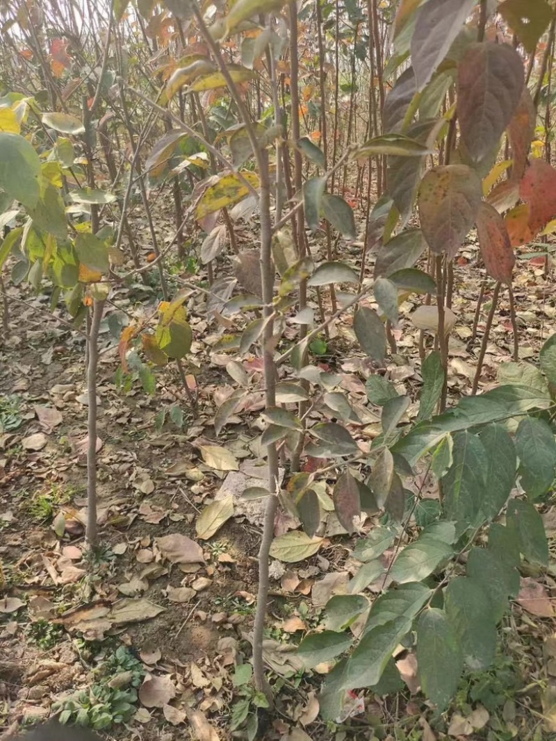 柿子树小苗，品种有杨峰，新东阳，八月黄，小火罐，品种纯正