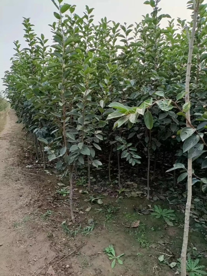 柿子树小苗，品种有杨峰，新东阳，八月黄，小火罐，品种纯正