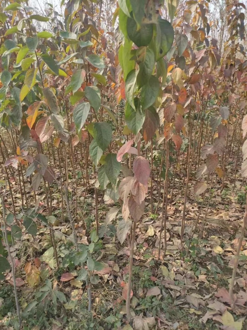 柿子树小苗，品种有杨峰，新东阳，八月黄，小火罐，品种纯正