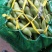 绿蚕豆，整车上货，蚕豆，四川蔬菜，上市中，大蚕豆全国直供