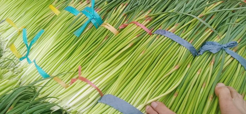河南省漯河市临颍蒜薹大量上市