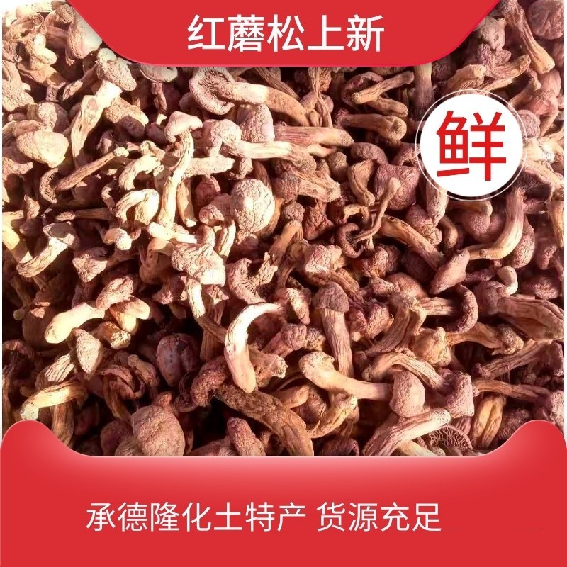红蘑松树伞肉蘑松树丁干货承德特产自然晒干一手货源量大优惠