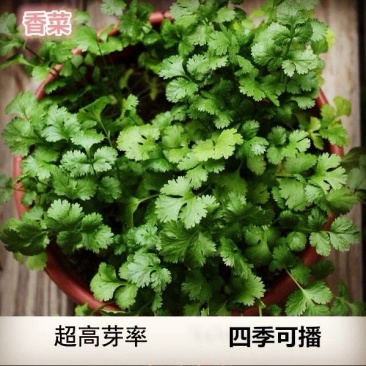 香菜种子大叶香菜种子耐寒耐热高产香菜种籽大量供应香菜种子