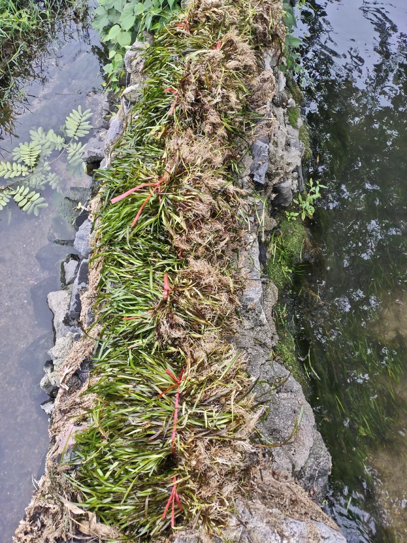 种植苦草是水产养殖的好帮手本人有大量货批发