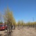 大量销售8-15公分高接金叶榆，移植苗，易成活，树形好，
