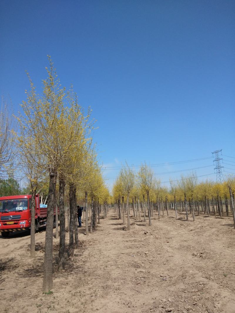 大量销售8-15公分高接金叶榆，移植苗，易成活，树形好，