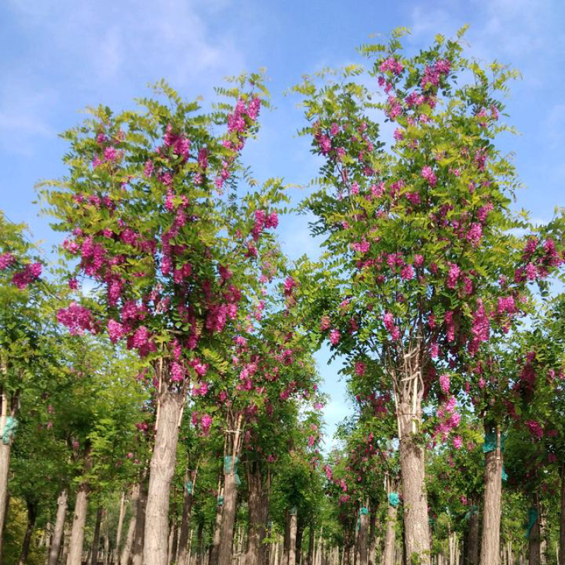 香花槐，8-18公分嫁接香花槐，移植苗，易成活，树形好