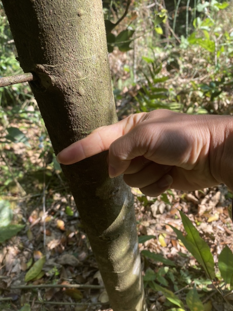 有十几万棵，5-15公分，用于做老树桩特别合适，价格实惠