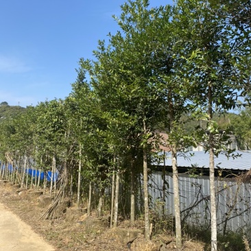 有十几万棵，5-15公分，用于做老树桩特别合适，价格实惠