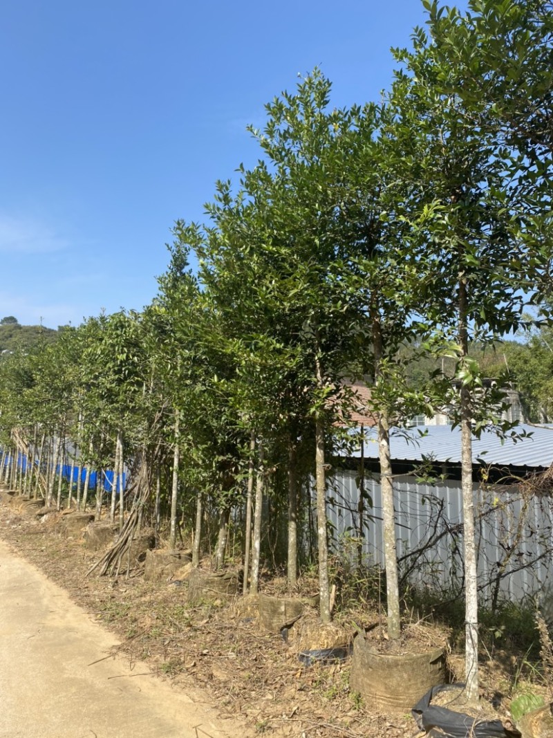 有十几万棵，5-15公分，用于做老树桩特别合适，价格实惠