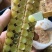 土蜂蜜。香甜润肤，养生，润肺，润肠，养生无添加剂，天然。