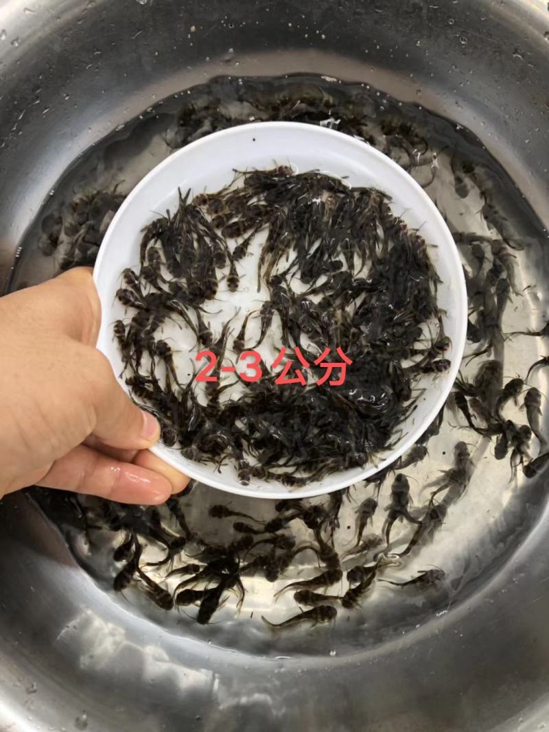 黄骨鱼苗，2至6公分，量大从优，全雄，统货，任君选择。