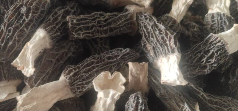 羊肚菌干品大量上市量大价优欢迎老板咨询基地一手货源
