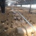 羊肚菌干品大量上市量大价优欢迎老板咨询基地一手货源