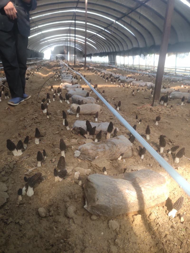 羊肚菌干品大量上市量大价优欢迎老板咨询基地一手货源
