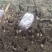 羊肚菌干品大量上市量大价优欢迎老板咨询基地一手货源