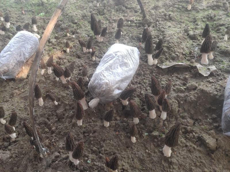 羊肚菌干品大量上市量大价优欢迎老板咨询基地一手货源