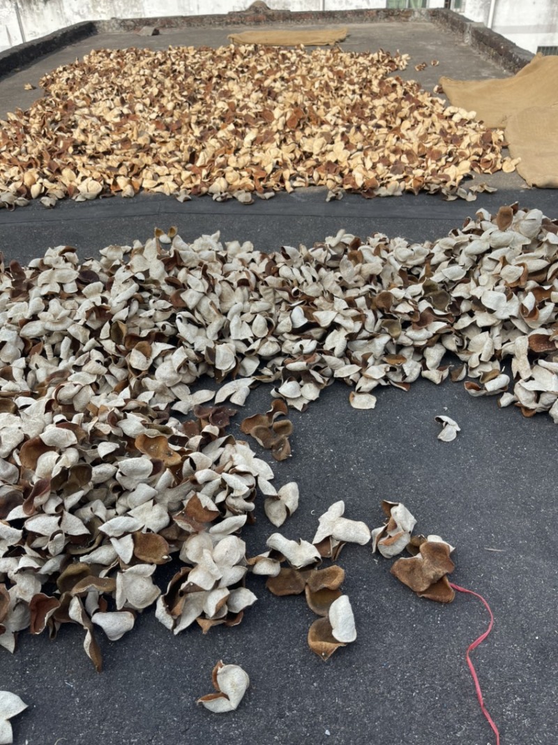 茶枝柑皮又名（陈皮）