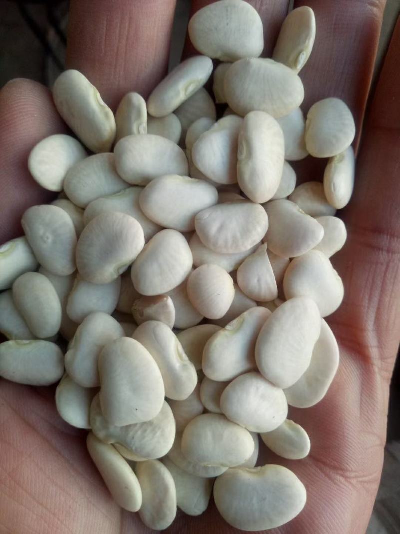 白芬豆