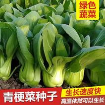 青梗菜种子耐寒稳产适应力好青梗菜种子适合四季播种