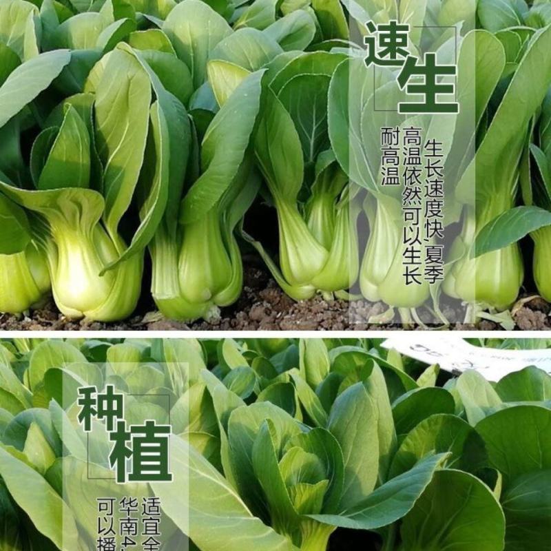 青梗菜种子耐寒稳产适应力好青梗菜种子适合四季播种