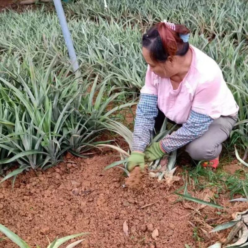 泰国红皮地菠萝苗金砖凤梨西瓜地菠萝果树苗庭院阳台盆栽地