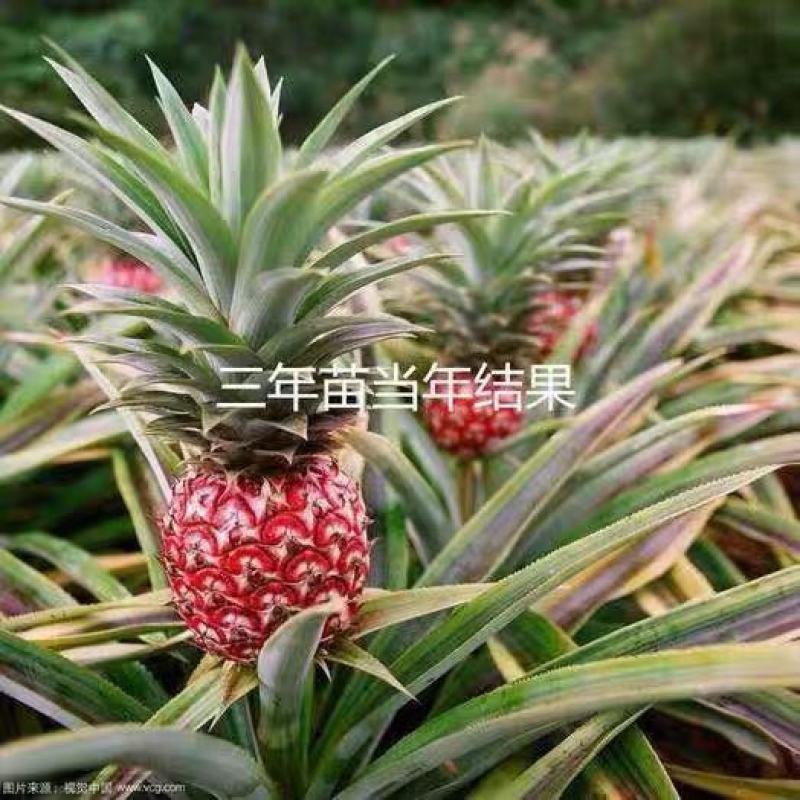 泰国红皮地菠萝苗金砖凤梨西瓜地菠萝果树苗庭院阳台盆栽地