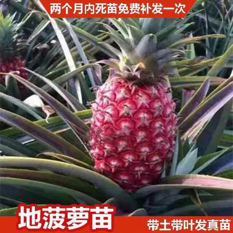 泰国红皮地菠萝苗金砖凤梨西瓜地菠萝果树苗庭院阳台盆栽地