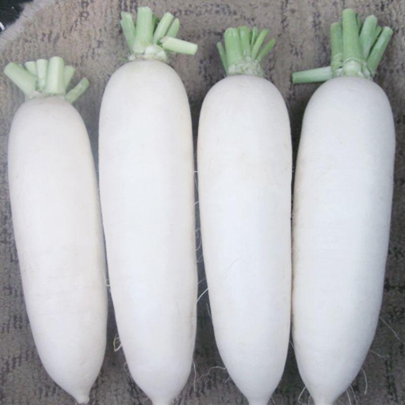 萝卜种子白玉2号萝卜种子高产适应性好萝卜种子