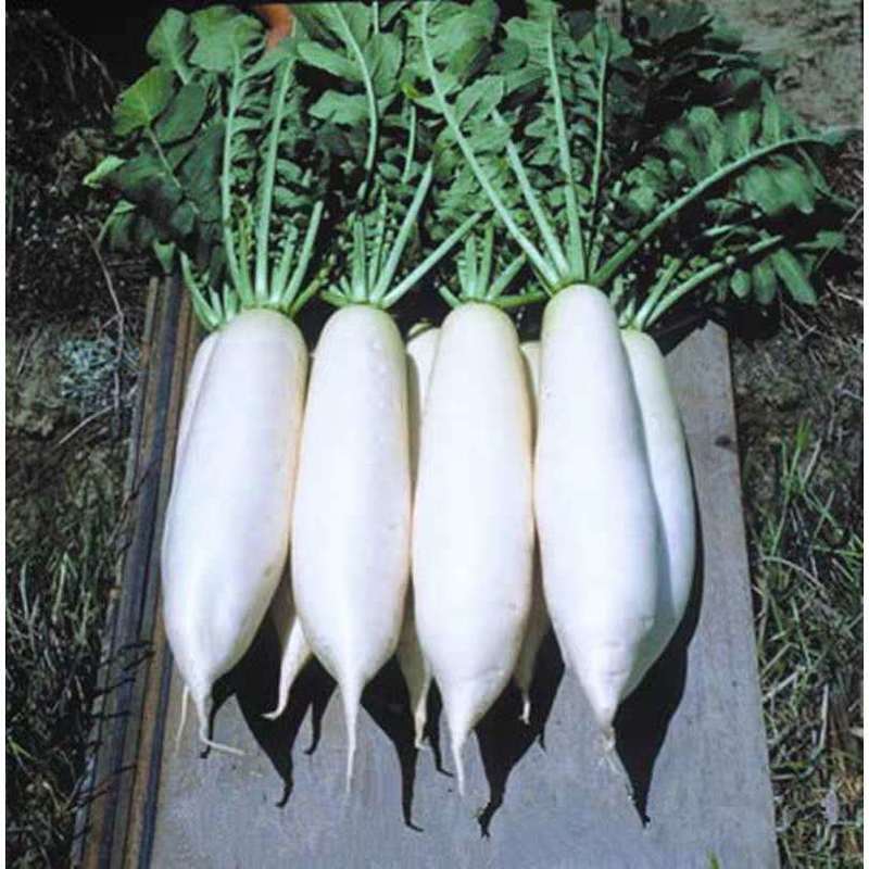 萝卜种子白玉2号萝卜种子高产适应性好萝卜种子