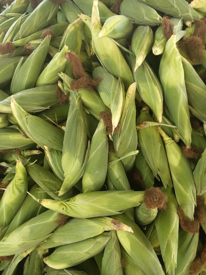 玉米，广东湛江市徐闻县大量上市玉米，质量非常好，欢迎订购