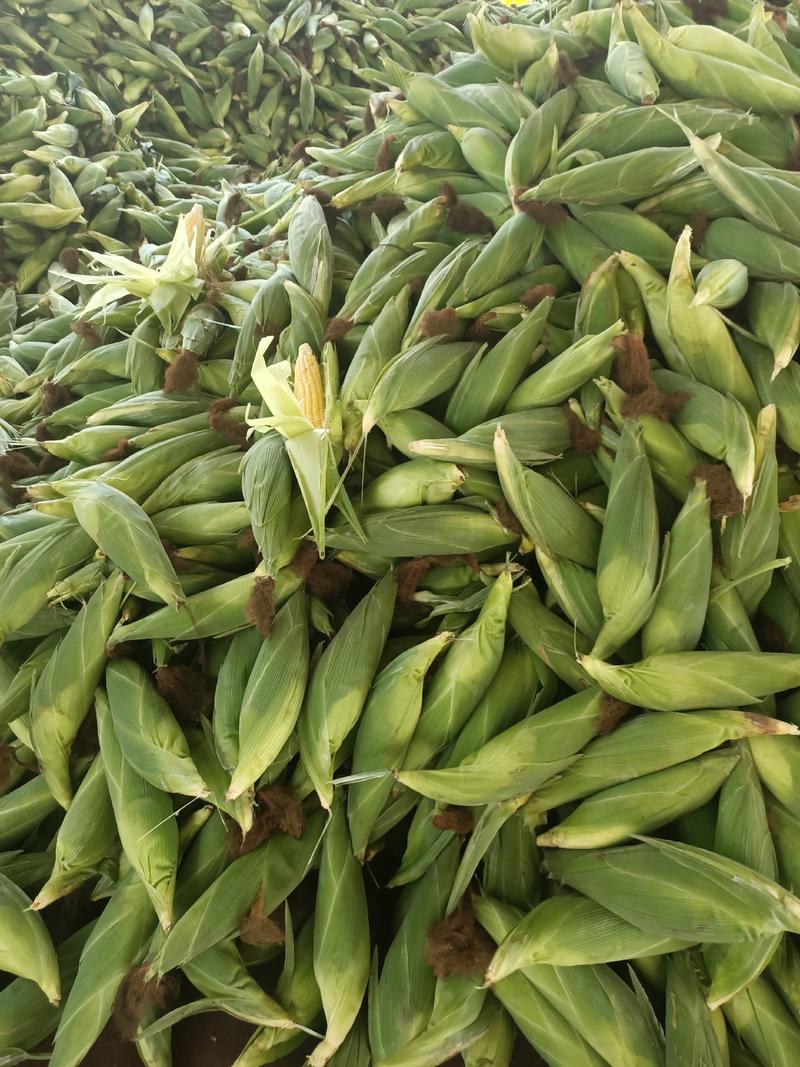玉米，广东湛江市徐闻县大量上市玉米，质量非常好，欢迎订购