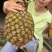 新品种西瓜凤梨苗手撕大果台湾四季凤梨当年结果地菠萝盆栽地