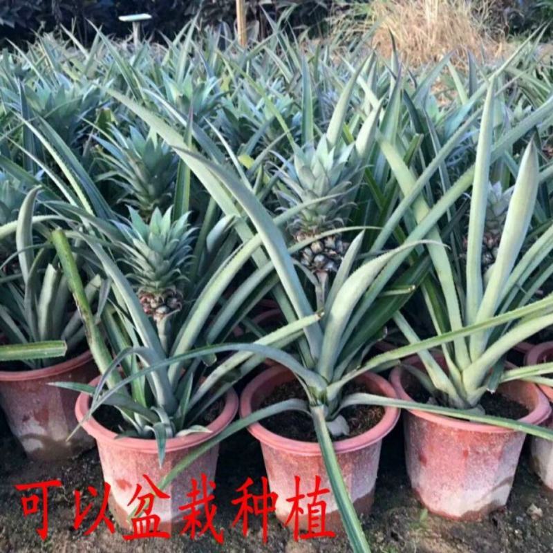 新品种西瓜凤梨苗手撕大果台湾四季凤梨当年结果地菠萝盆栽地