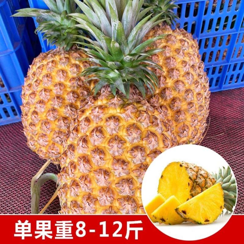 新品种西瓜凤梨苗手撕大果台湾四季凤梨当年结果地菠萝盆栽地