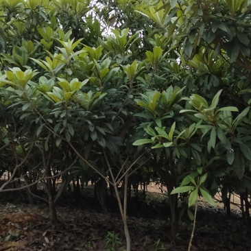 枇杷江西枇杷树各种规格供应