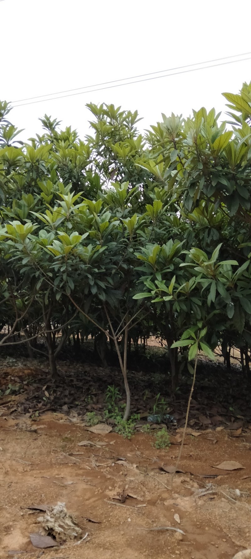 枇杷江西枇杷树各种规格供应