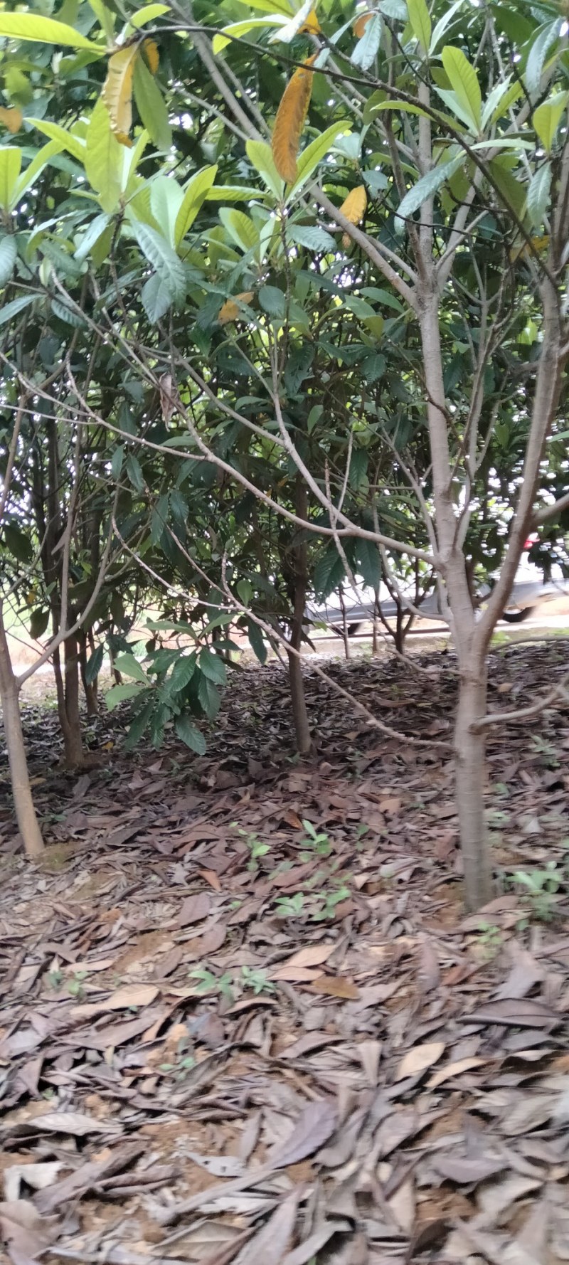 枇杷江西枇杷树各种规格供应