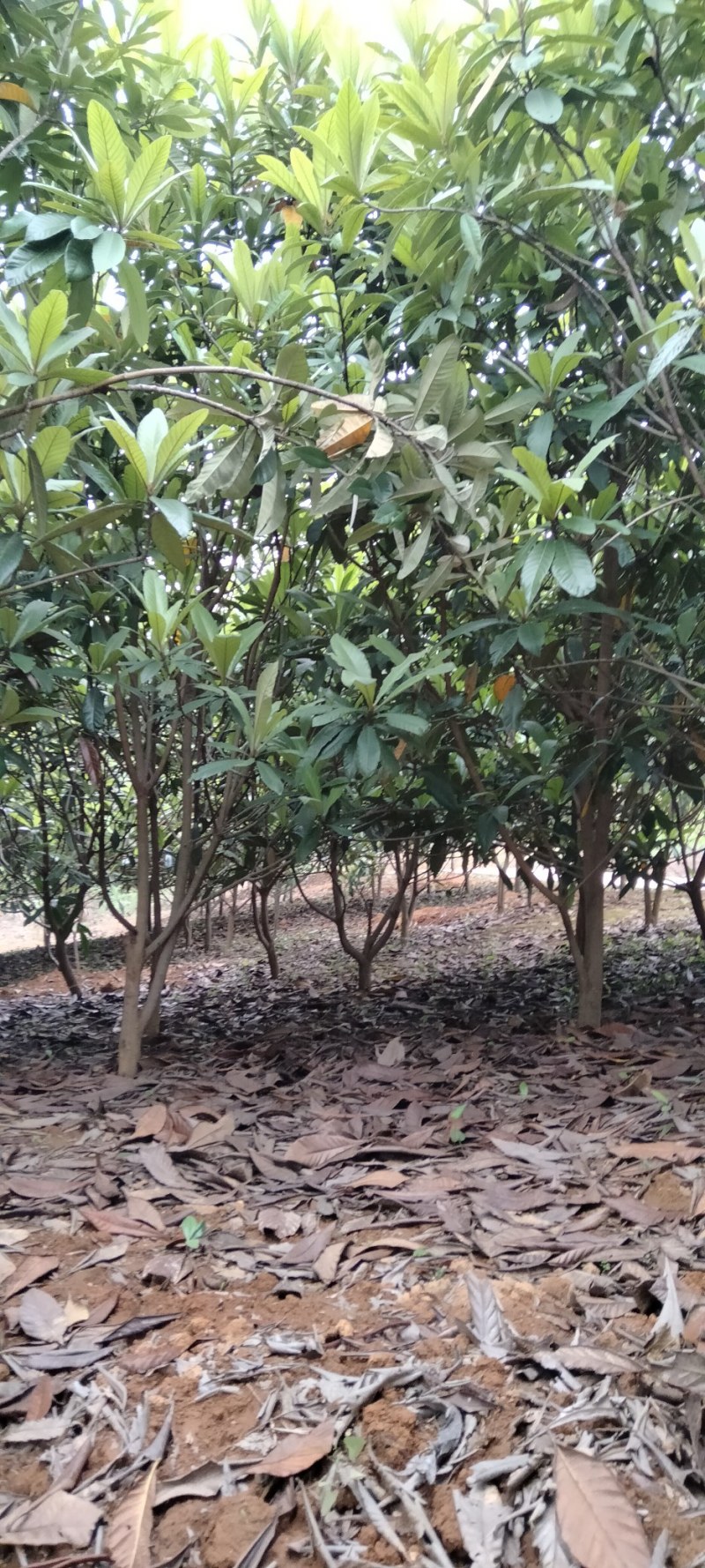 枇杷江西枇杷树各种规格供应