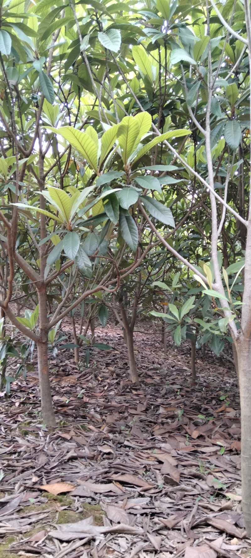 枇杷江西枇杷树各种规格供应