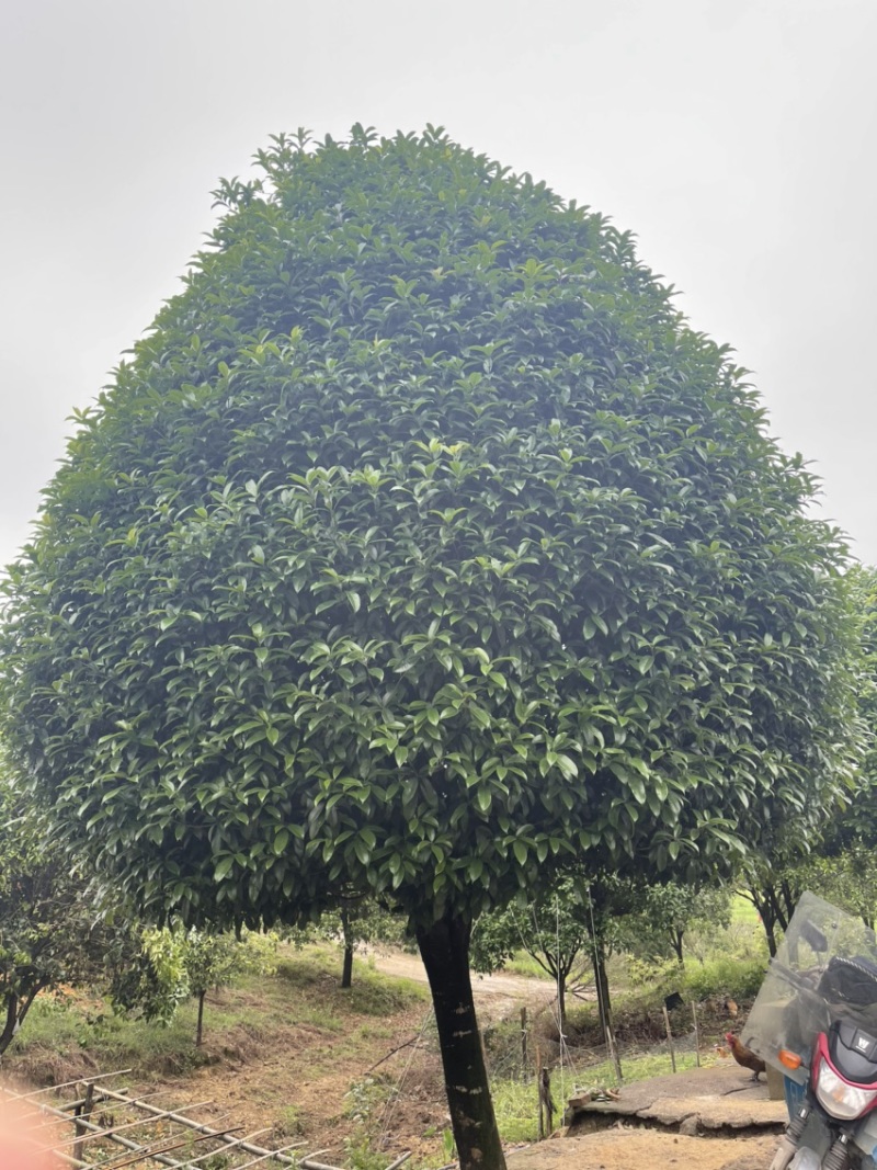 桂花树