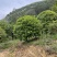 桂花树